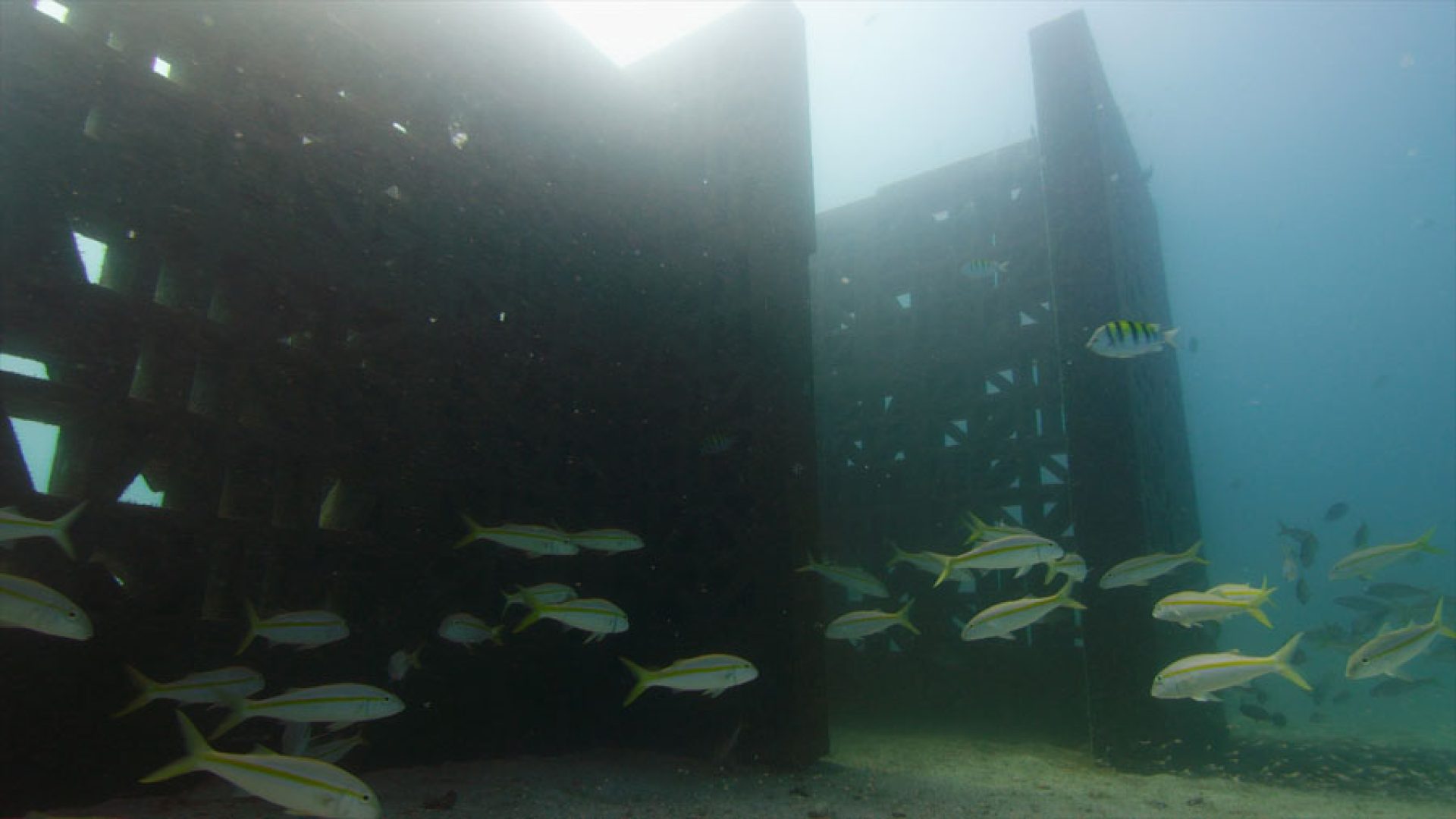 Garden-in-the-Sea